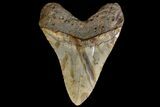 Fossil Megalodon Tooth - North Carolina #158188-1